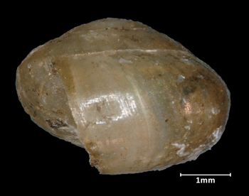 Media type: image;   Malacology 135675 Aspect: lateral
